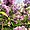 Les lilas des jardins de l'Avenue Foch