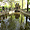 La fontaine Médicis au jardin du Luxemburg