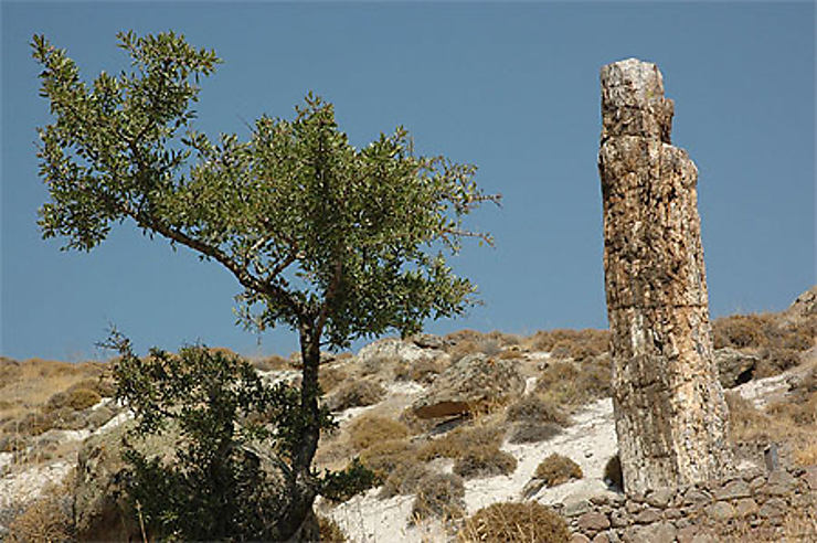 Forêt pétrifiée de Lesbos