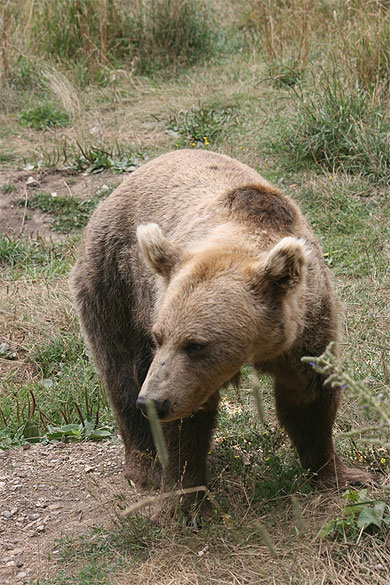 Gros ours Gros ours