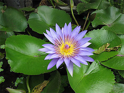 Lotus bleu