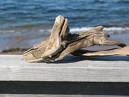 Bois flotté à Gaspé