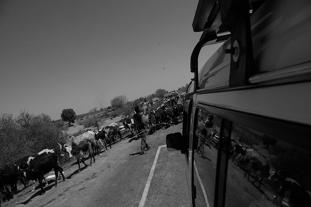 Retour du marché aux zébus