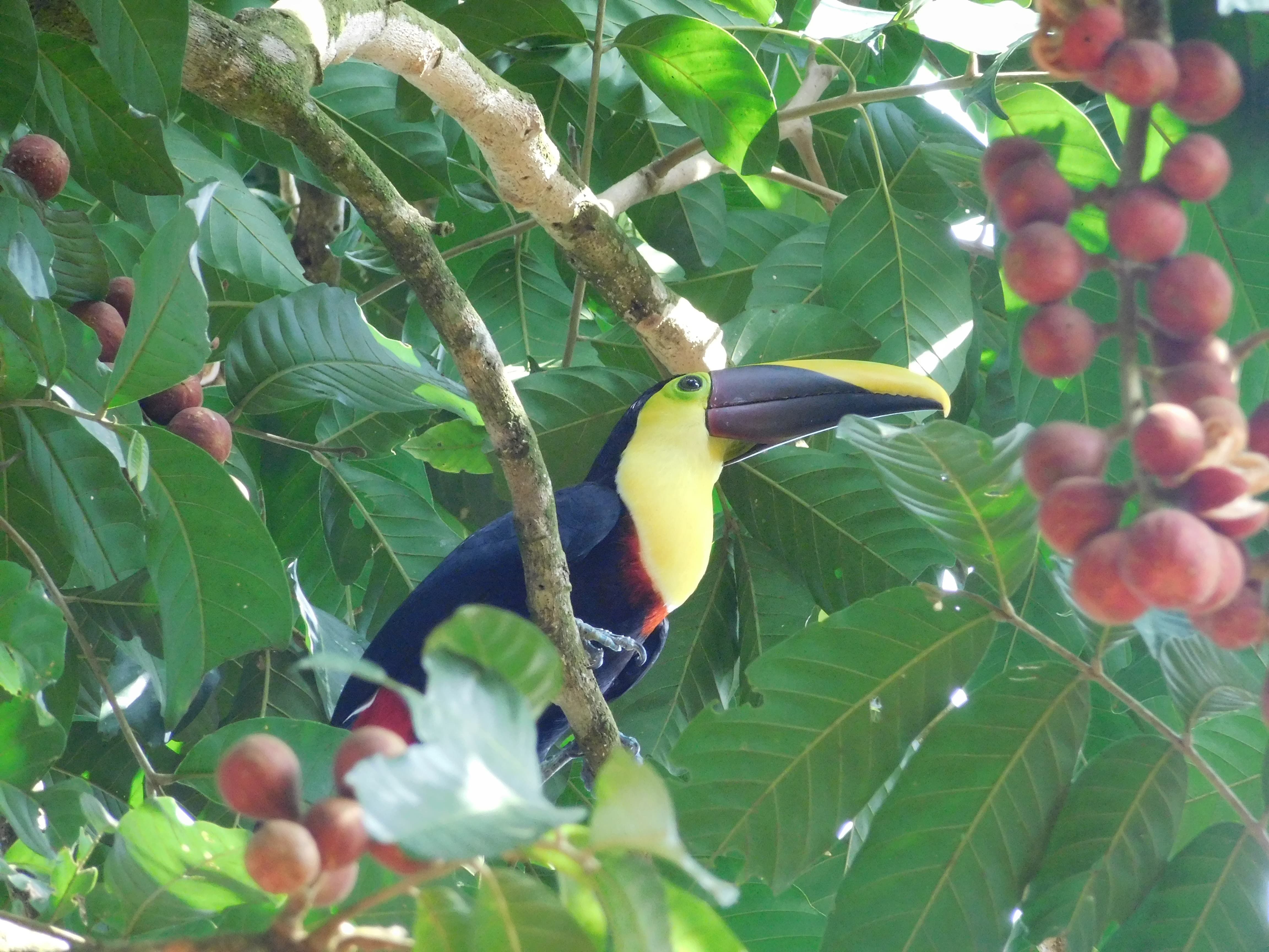 Toucan au Costa Rica, parc du volcan Arenal