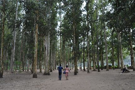 Promenade vers les eucalyptus de Brazzaville