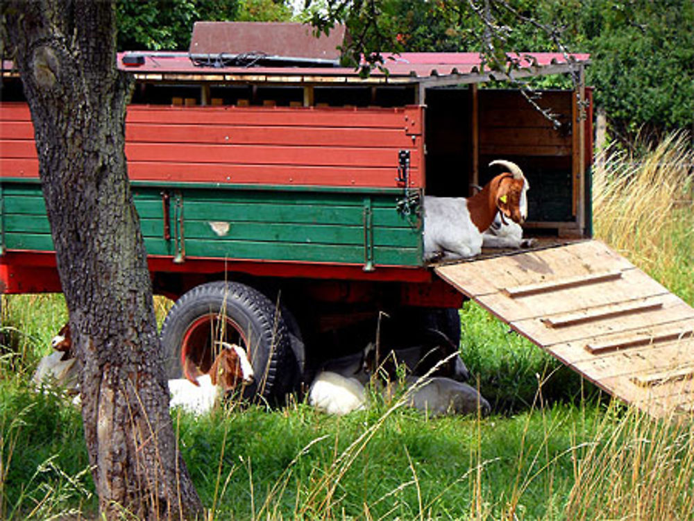 Camping à la ferme