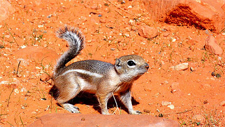 Petit écureuil Petit écureuil