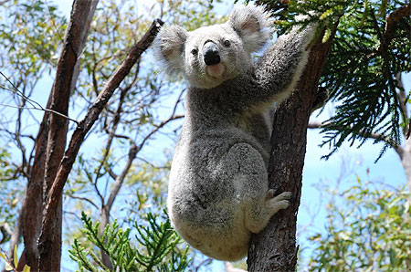 Koala Koala