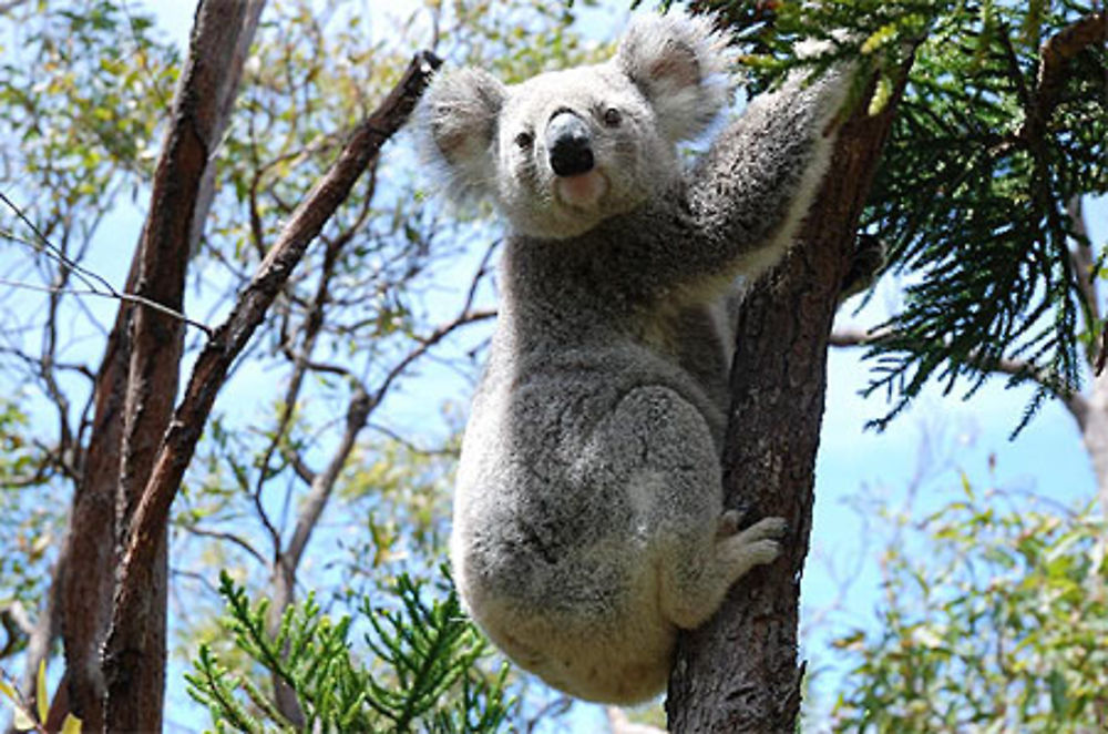 Koala