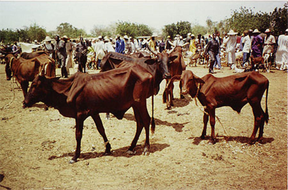 Marché de Baleyara