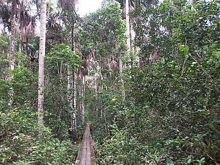 En forêt amazonienne  
