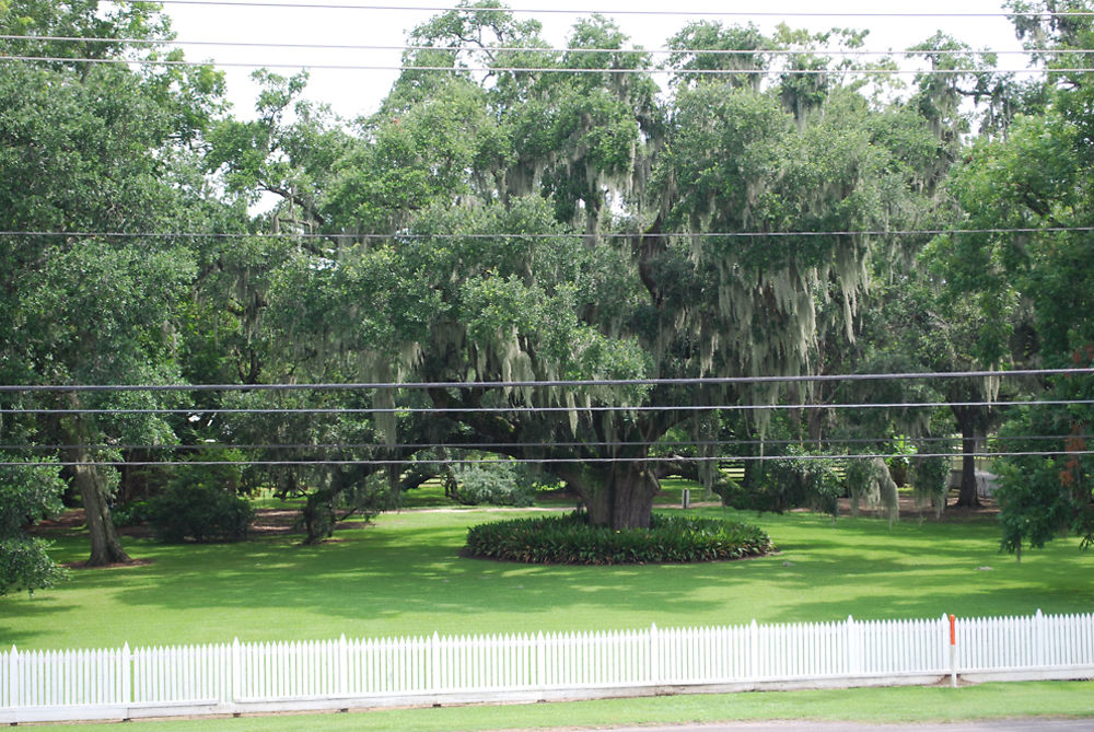 Les arbres de Destrehan Plantation