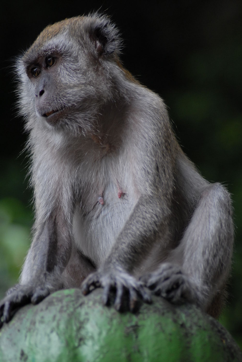 Un singe aux Grottes de Batu (Guha Batu)