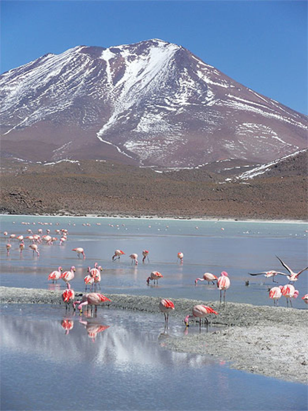 Flamants sur Lagune