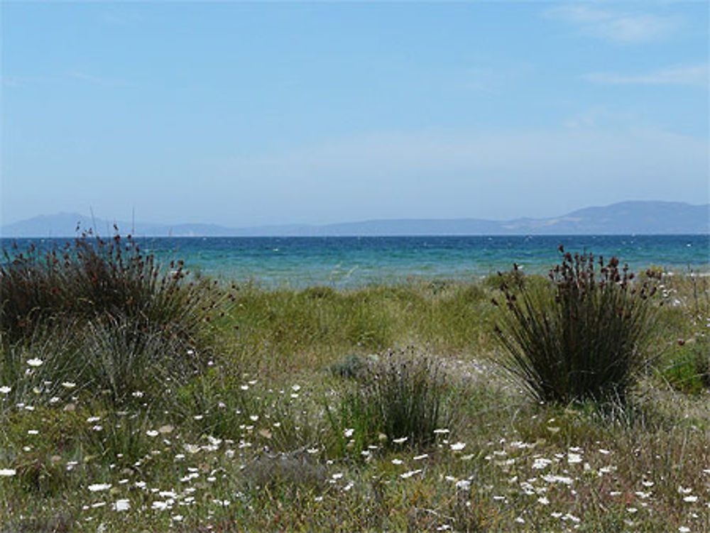 La végétation au bord de la mer