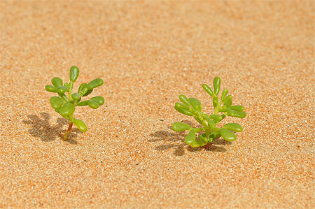 Succulente du désert Succulente du désert
