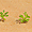 Succulente du désert