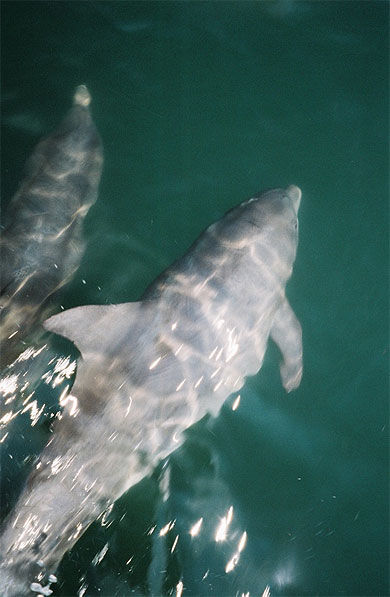 Les dauphins de Virginia Beach