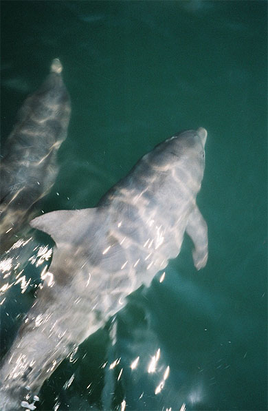 Les dauphins de Virginia Beach Les dauphins de Virginia Beach