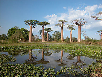 Baobabs et nénuphars
