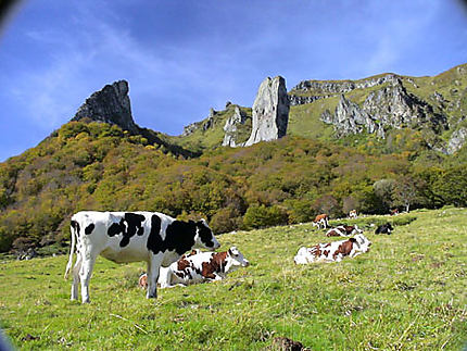 Pâturages en Auvergne