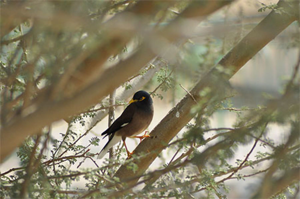 Oiseau au bec jaune