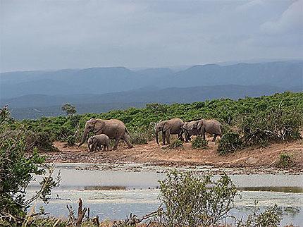 Addo Elephant Park - South Africa