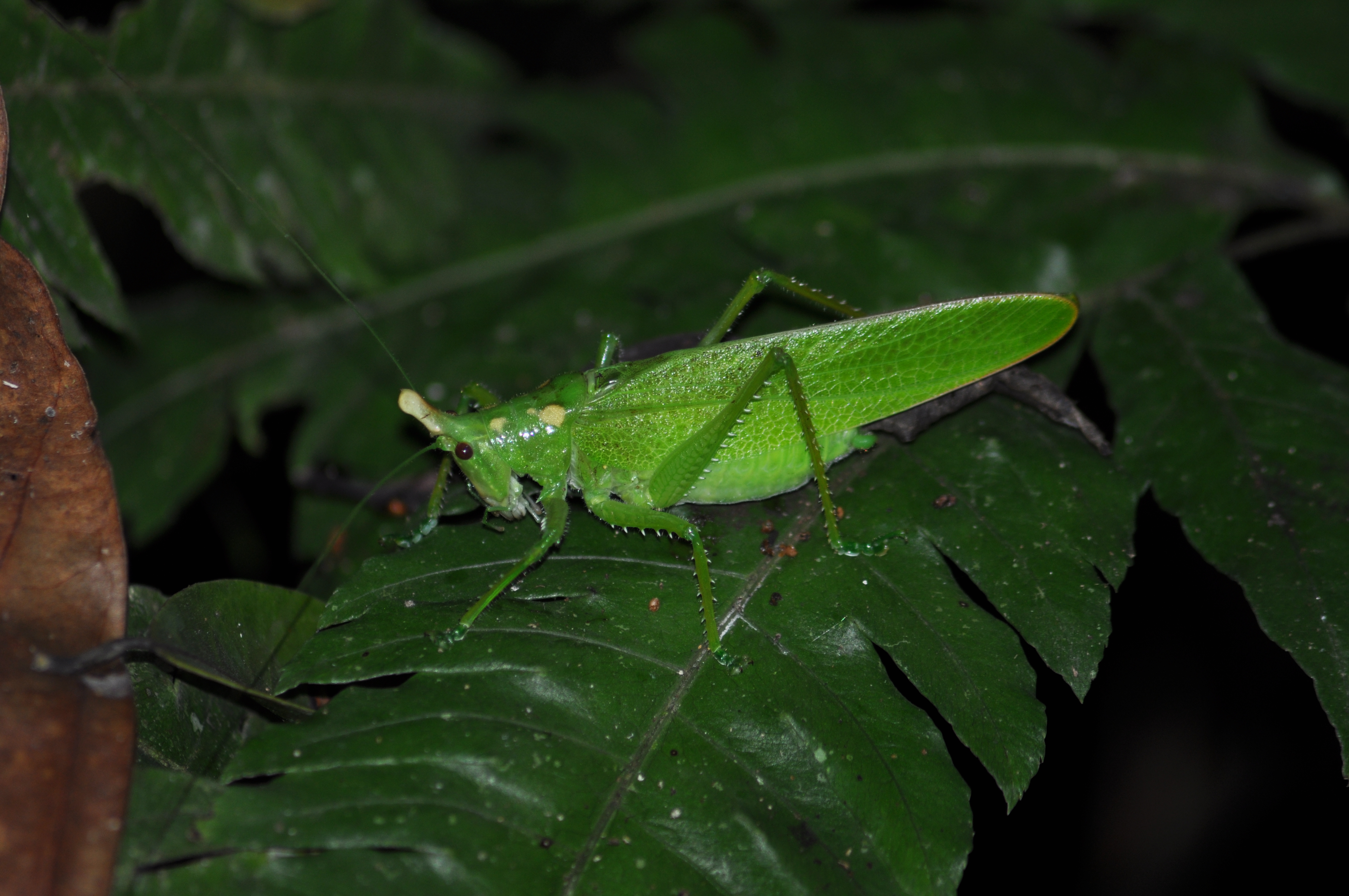 Sauterelle géante : Insectes : Animaux : Animaux : Puerto ...