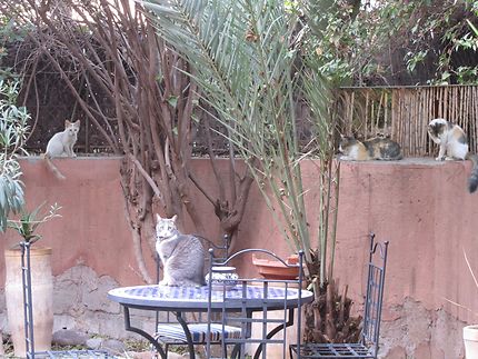 La villa des chats à Marrakech 