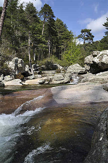 Forêt d'Aitone