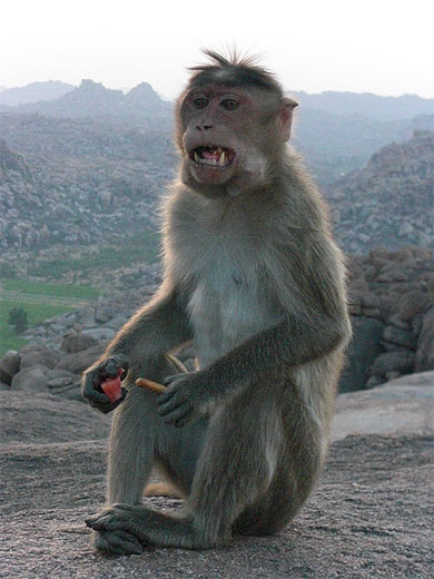 Les singes de Hampi Les singes de Hampi