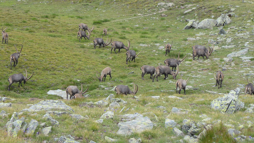 Bouquetins en Val d'Aoste