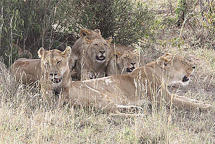 Groupe de lionnes