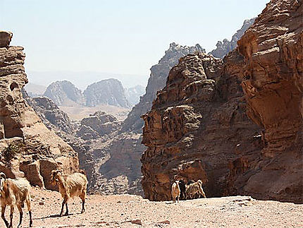 Rencontre inattendue sur l'unique chemin menant au Deir