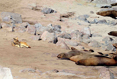 Chacal et otaries Chacal et otaries