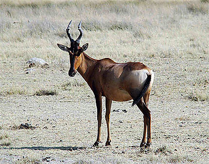 Antilope 