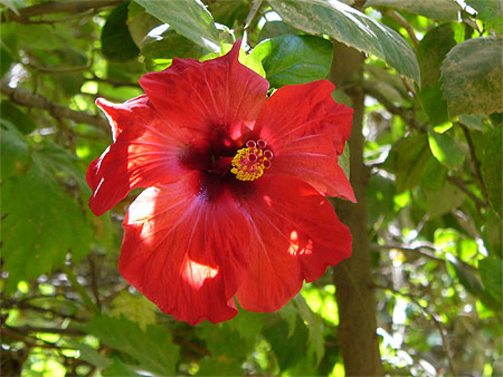 Hibiscus