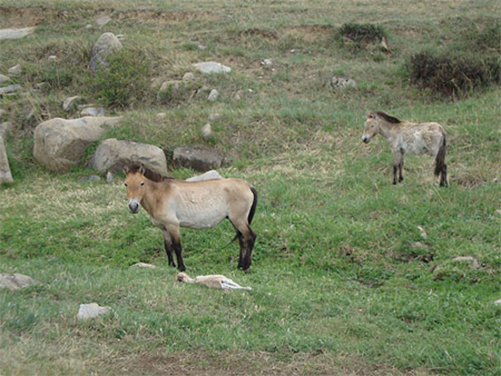 Chevaux de Przewalski