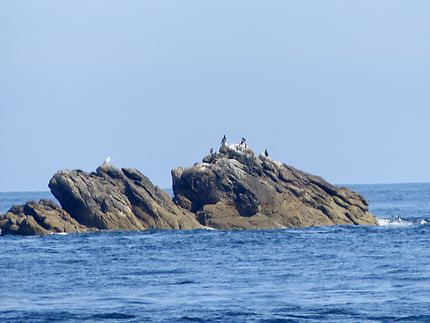 Réunion de cormorans en approche de l’Ile de Sein 