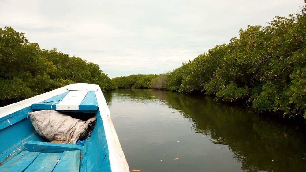 Balade en pirogue 