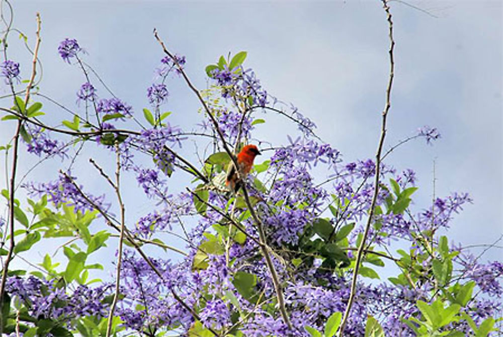 Cardinal en pause (et pose)