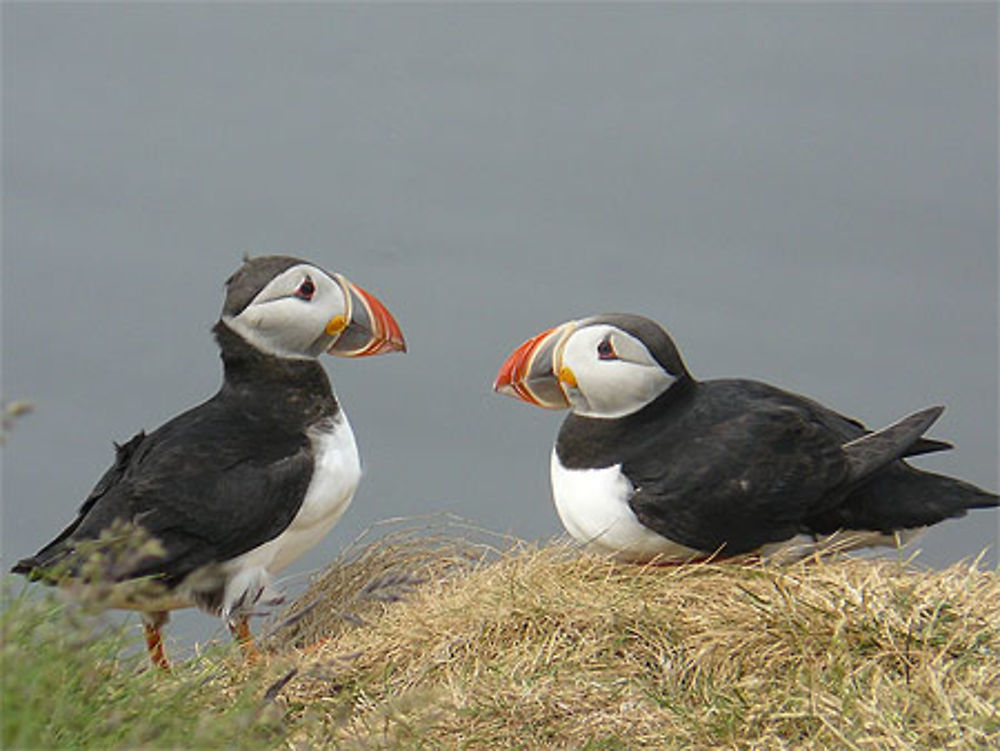 Couple de macareux