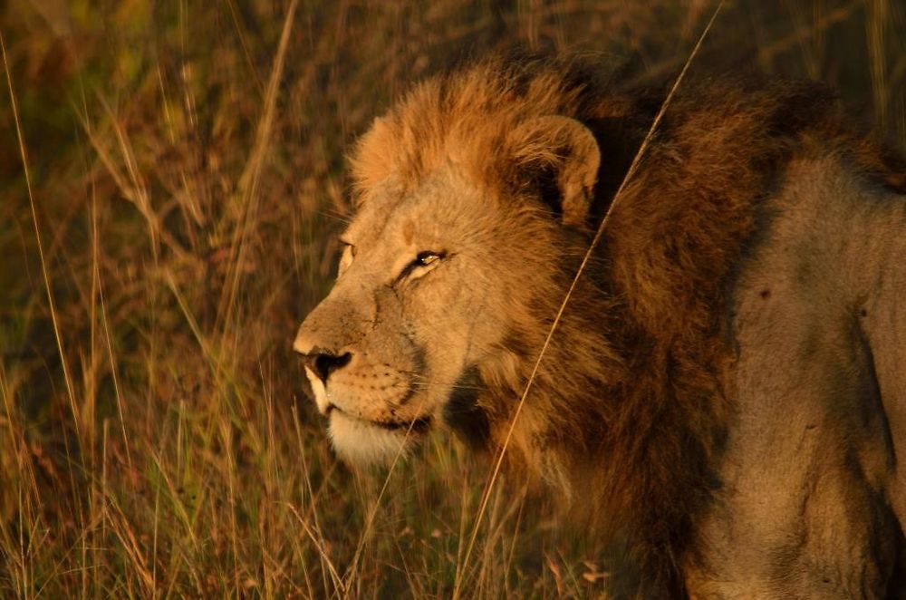 Le roi de la jungle