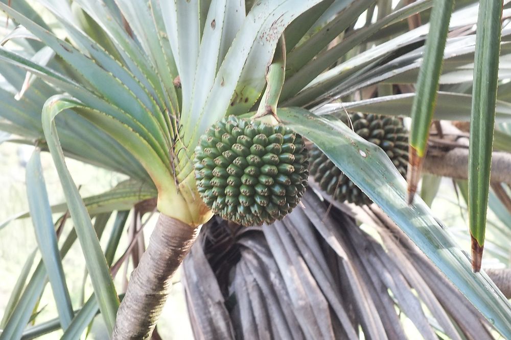 Fruit de l'arbre à pain