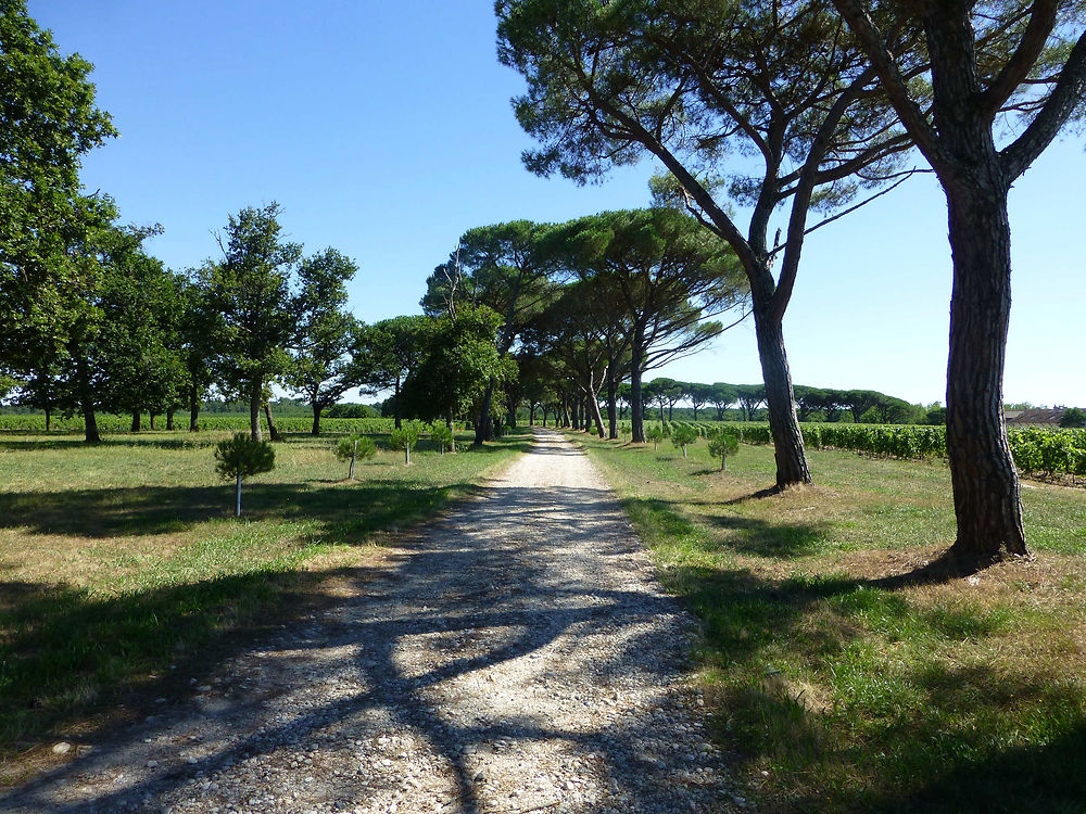 Allée au milieu des vignes