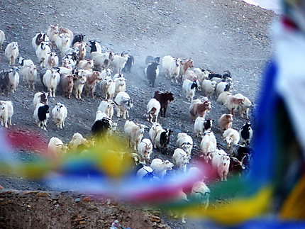 Chèvres au Lac Tsomoriri