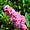 Fleur aux Jardins de Métis, Grand-Métis