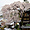Cerisier séculaire en fleur, à Gion