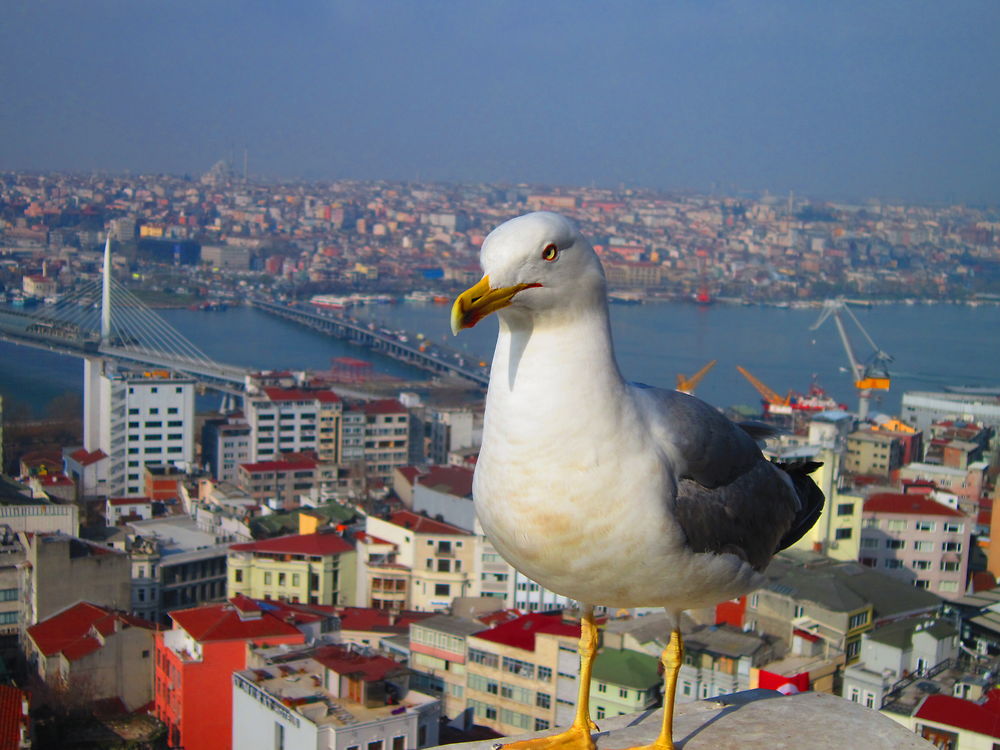 Un goéland à Galata