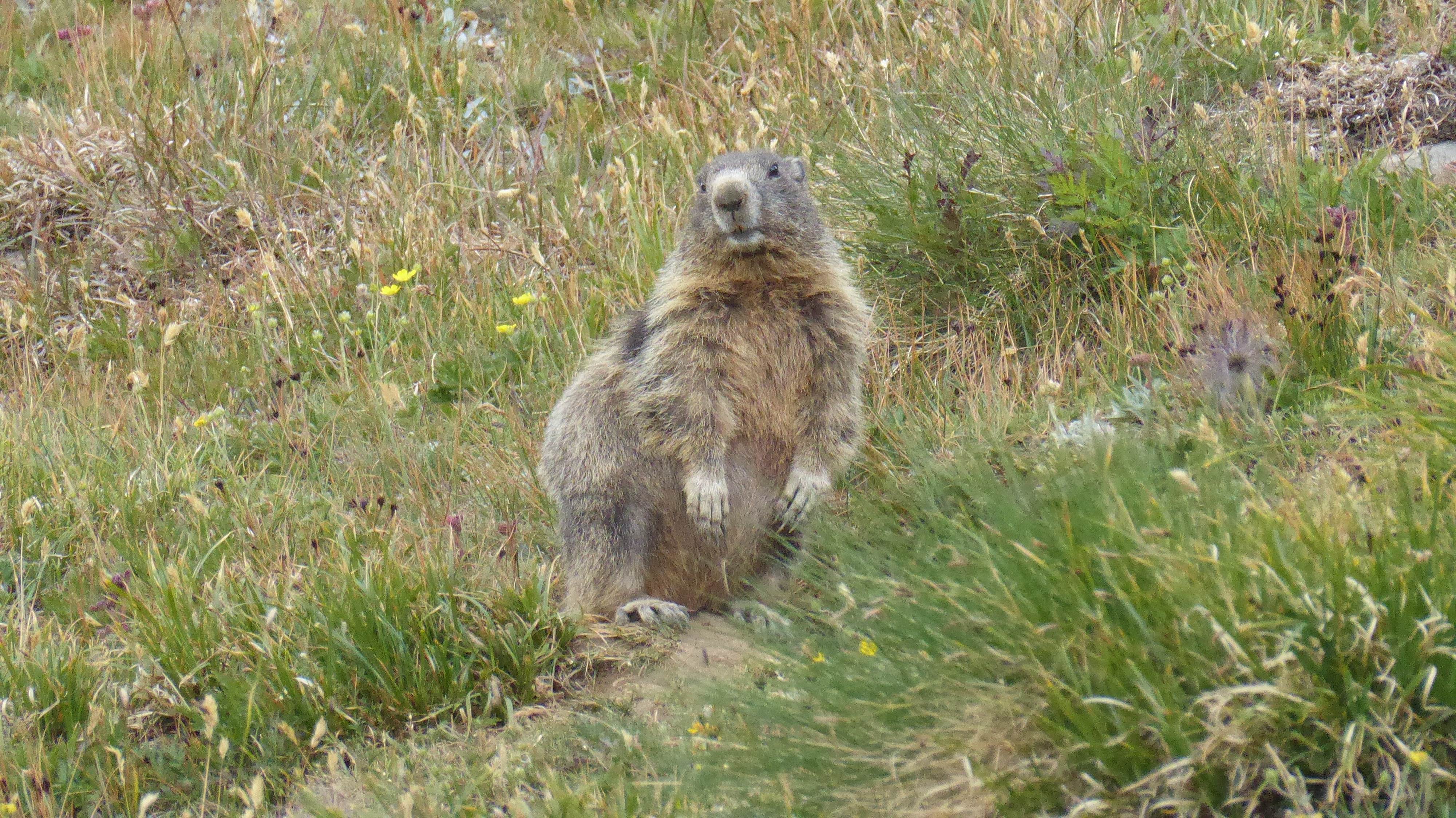 Marmotte Marmotte